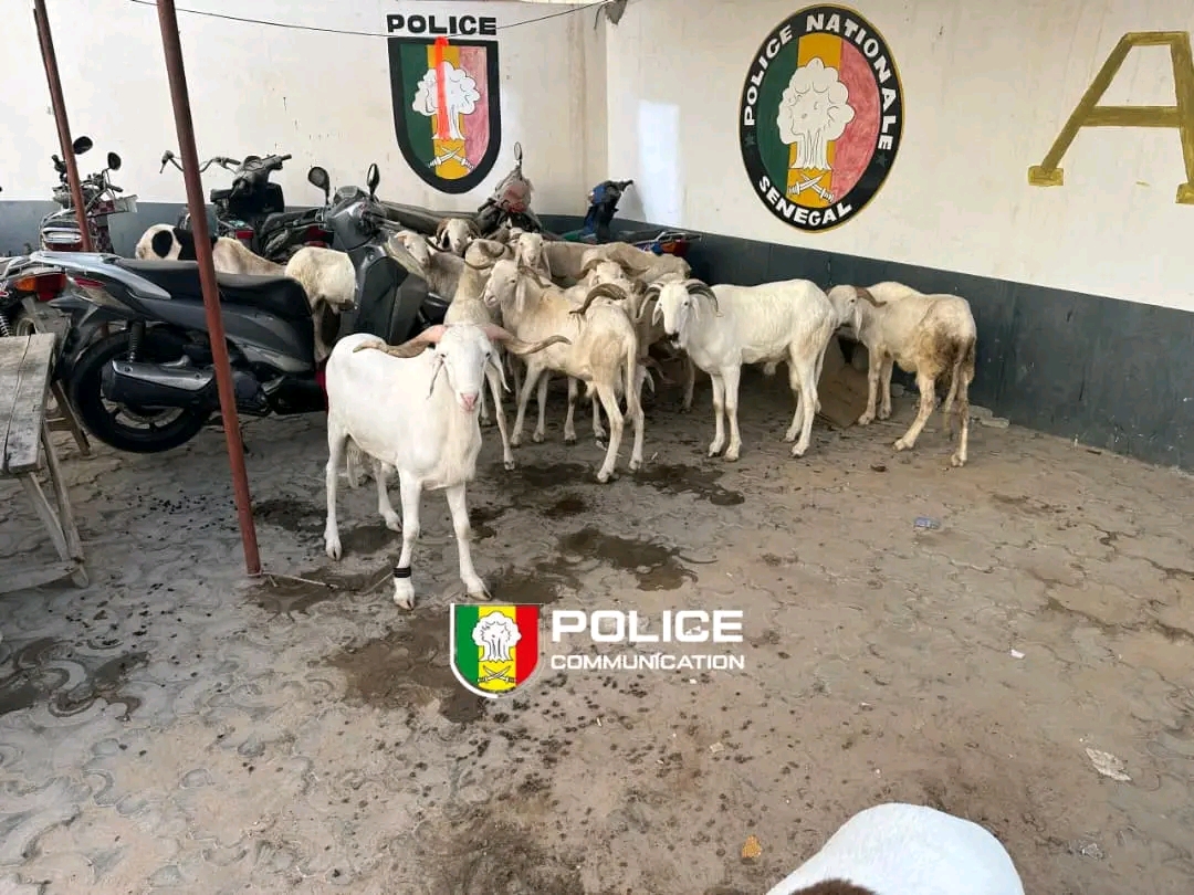 Un voleur de bétail arrêté par la police de l'Unité 15